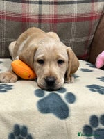 Labrador Retriever dogs - Advert 5