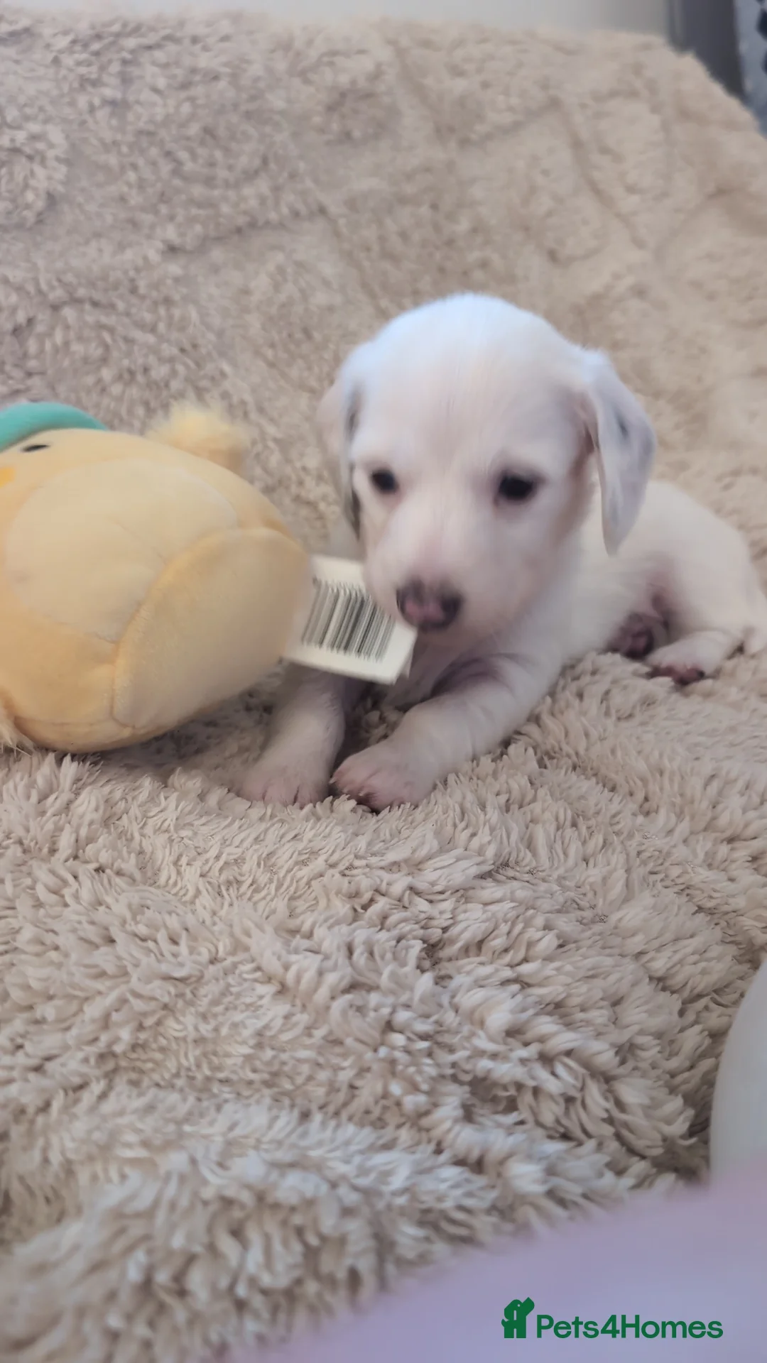 Miniature Dachshund dogs for sale: Kc registered Longhaired miniature dachshunds  in York - Advert 2