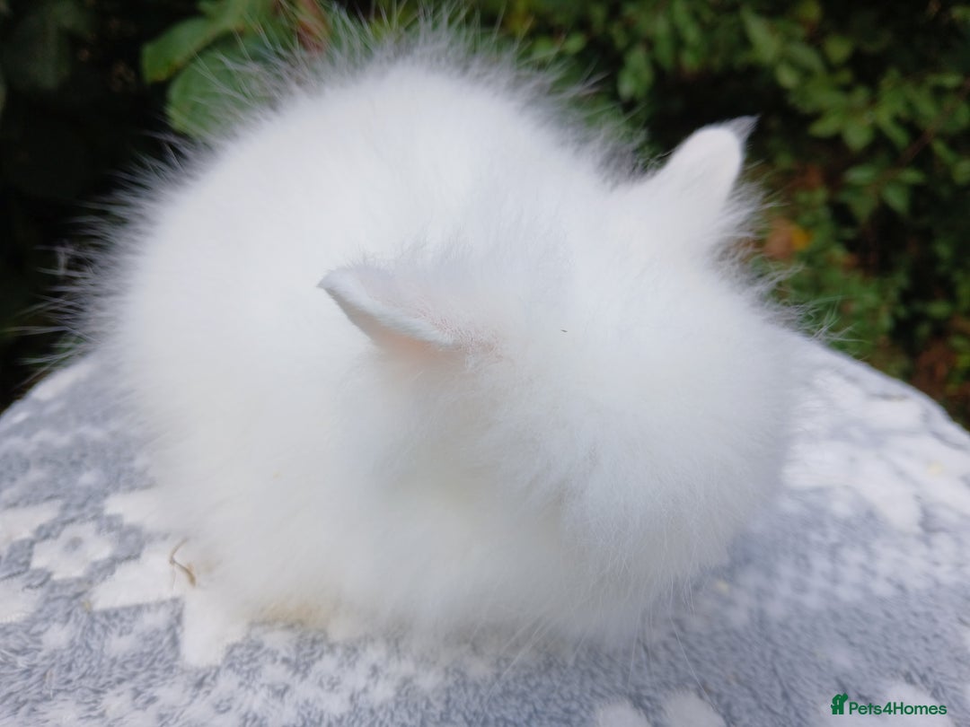Lionhead rabbits for sale: Stunning DM Lionhead baby rabbits RTR - Image 2