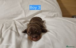 Miniature Dachshund dogs for sale: Miniature Dachshund  - Advert 6