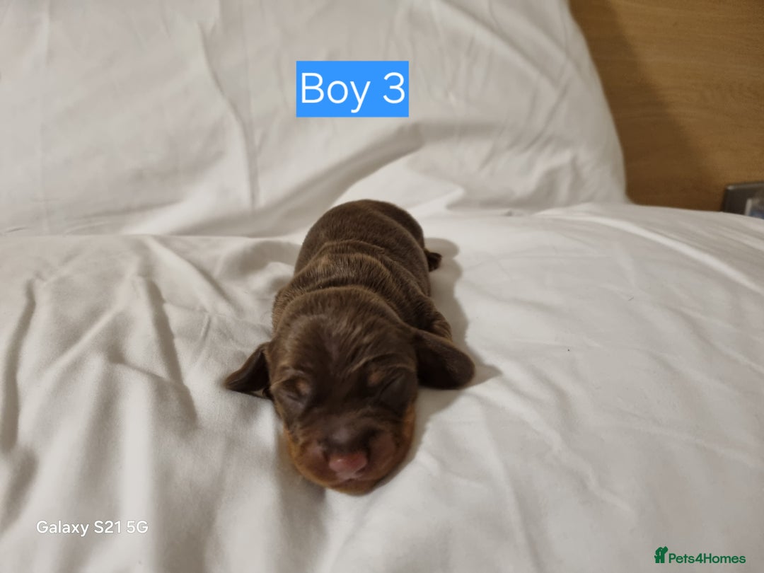 Miniature Dachshund dogs for sale: Miniature Dachshund  - Advert 6