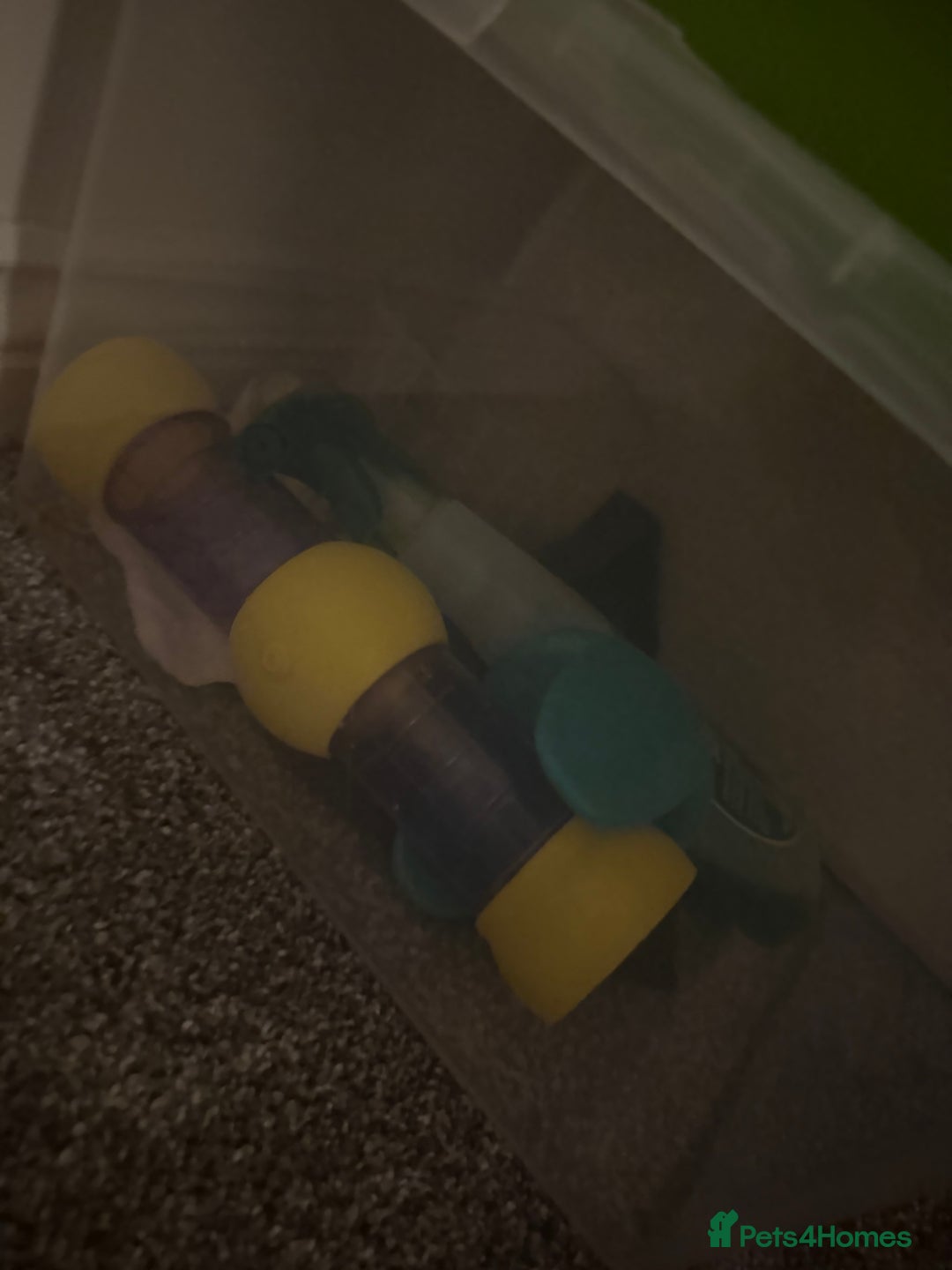Hamster rodents for sale: Dwarf Hamster - Image 7