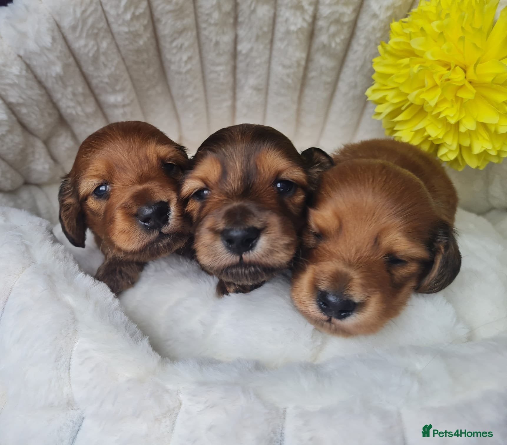 Miniature Dachshund dogs Superior Quality Miniature Dachshund Puppies - Advert 1