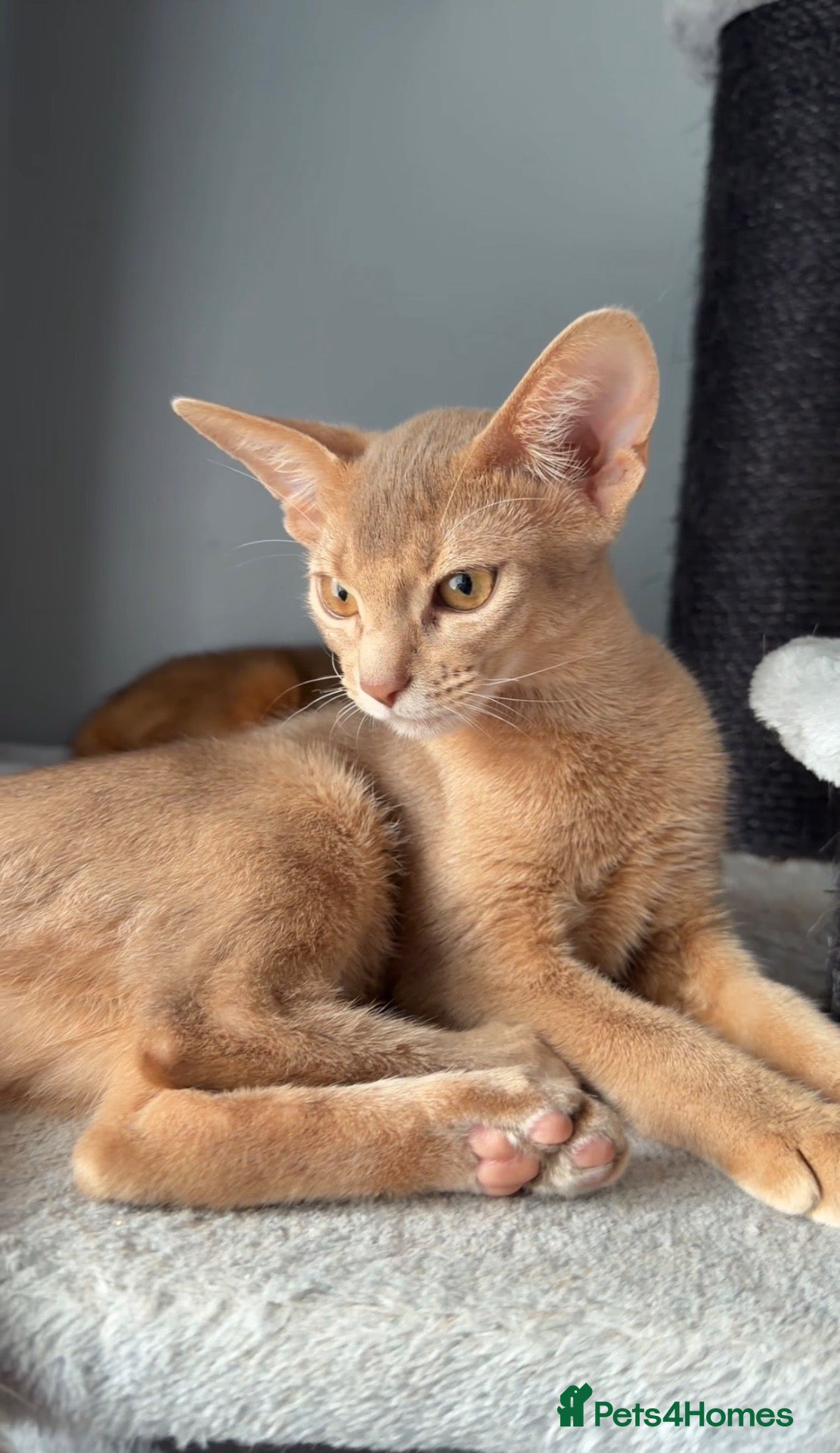 Abyssinian cats Beautiful Fawn Abyssinian Girl 🤍❤️ GCCF  - Advert 1