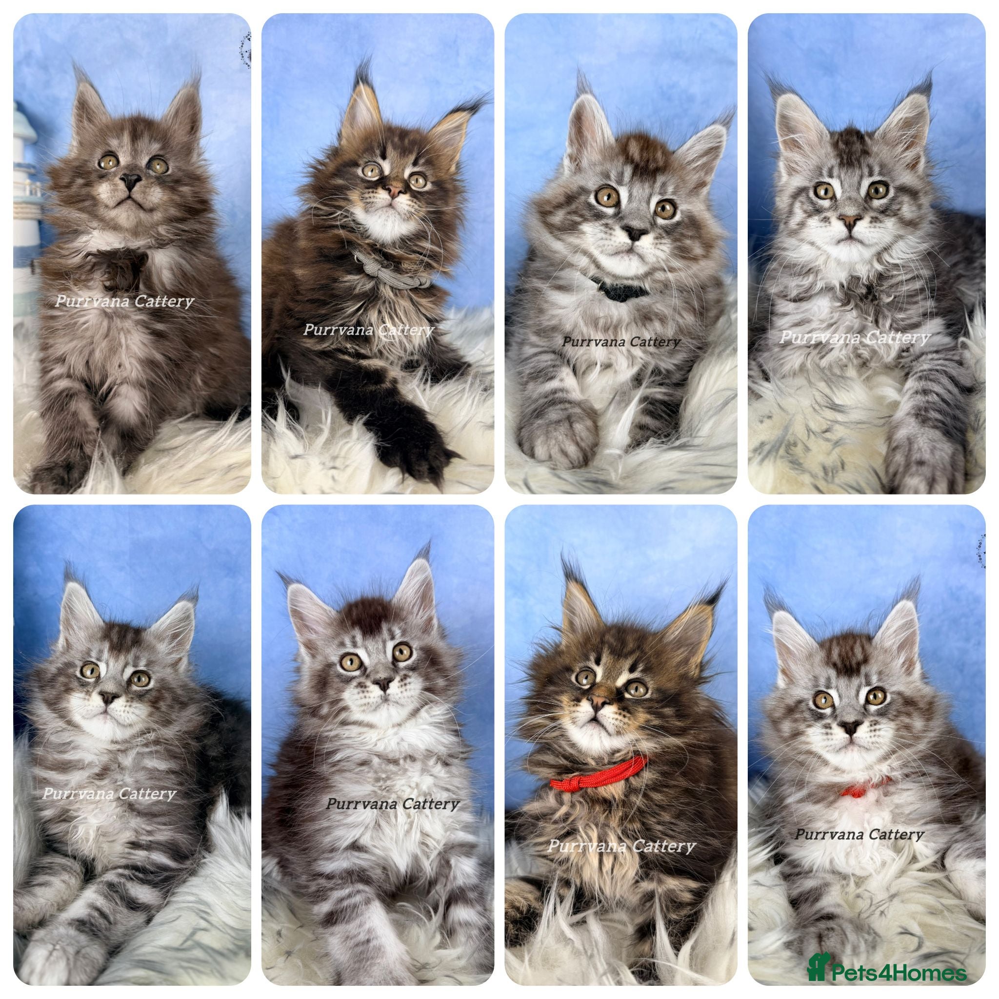 Maine Coon cats TICA registered Maine coon kittens READY NOW - Advert 1