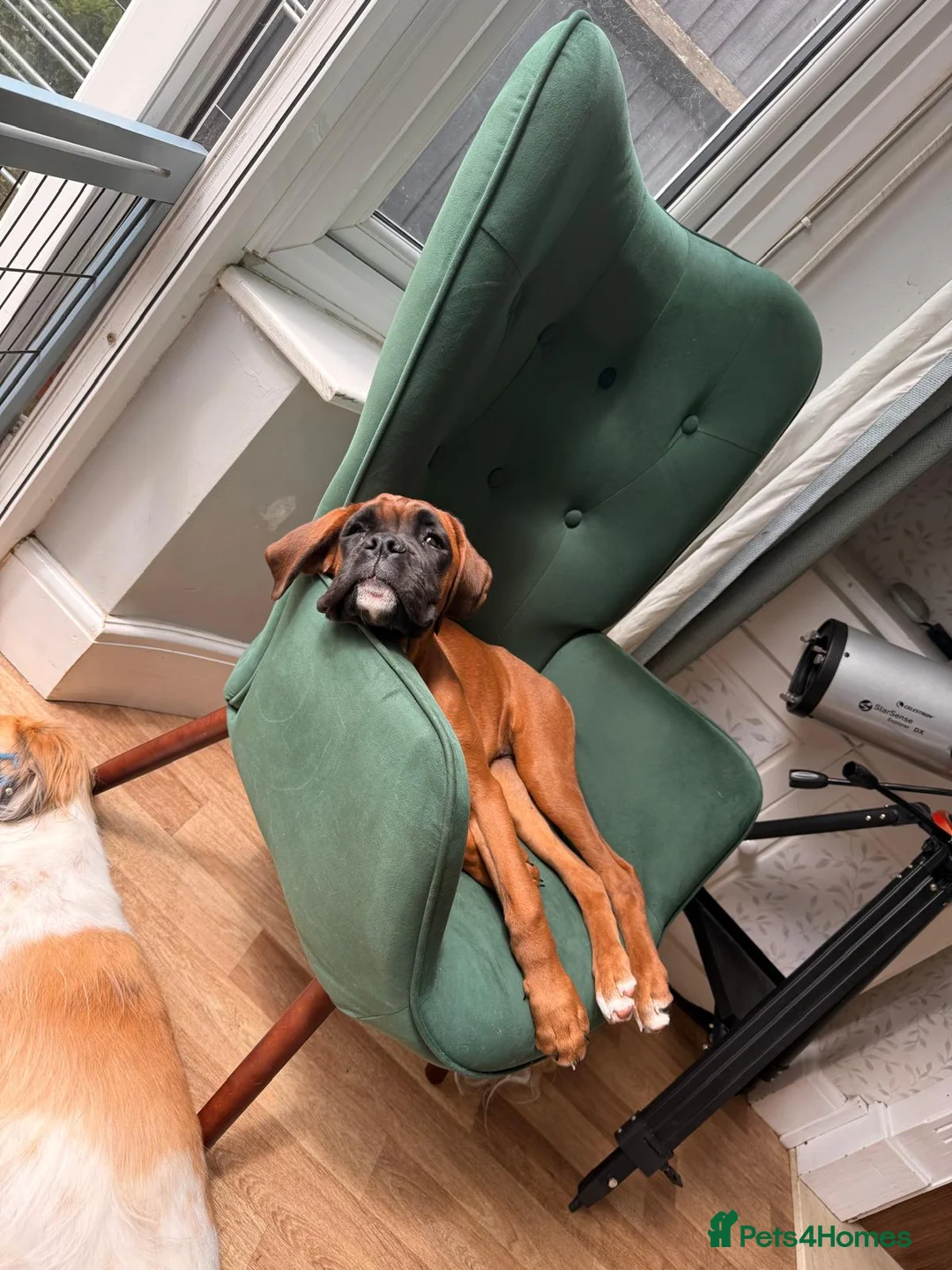 Boxer dogs for sale: Beautiful boxer bitch READ DESCRIPTION CAREFULLY - Advert 4