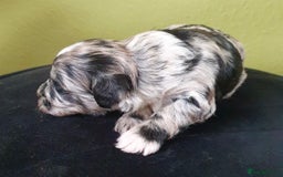 Cockapoo dogs for sale: Adorable Cockapoo puppies ready for reservation  - Image 10
