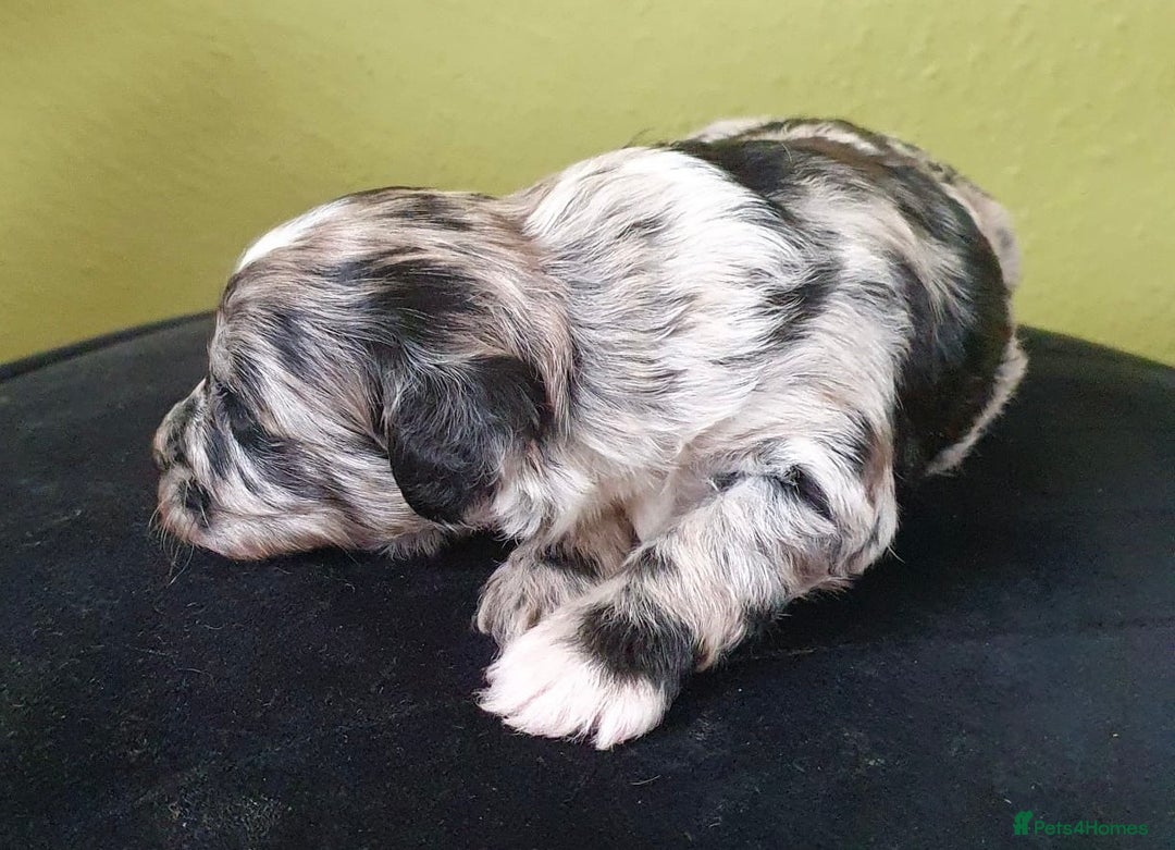 Cockapoo dogs for sale: Adorable Cockapoo puppies ready for reservation  - Image 10