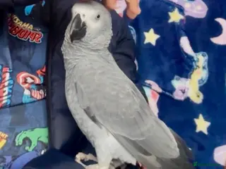 Parrots birds Fully tame African grey 1 years old - Advert 2