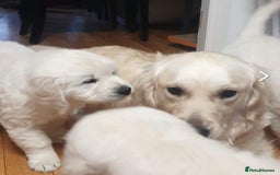 Golden Retriever dogs for sale: STUNNING CHUNKY CREAM PUPPIES  - Image 4