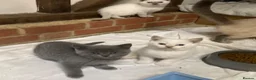 British Shorthair cats for sale: British Shorthair Kittens - Advert 5