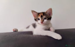 European cats for sale: 😻 2 beatiful female kittens ❗ - Image 10