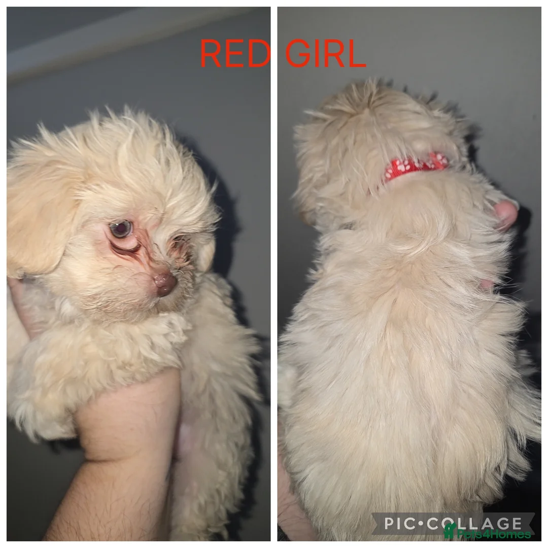 Shorkie dogs for sale: Beautiful shorkie puppies - Advert 6