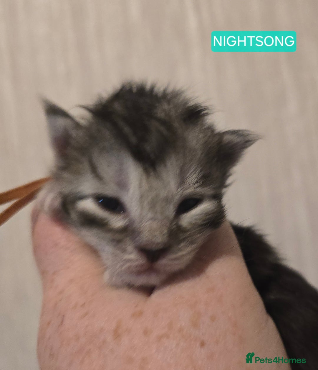 Maine Coon cats for sale: Maine Coon Kittens Silver Imported Shaded Lines - Image 37