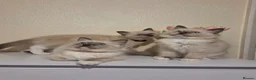 Ragdoll cats for sale: 🐾 Ragdoll Kittens Ready now !  - Advert 4