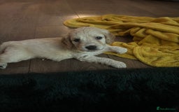 Mixed Breed dogs for sale: Golden doodle x Cocker Spaniel puppies  - Image 13