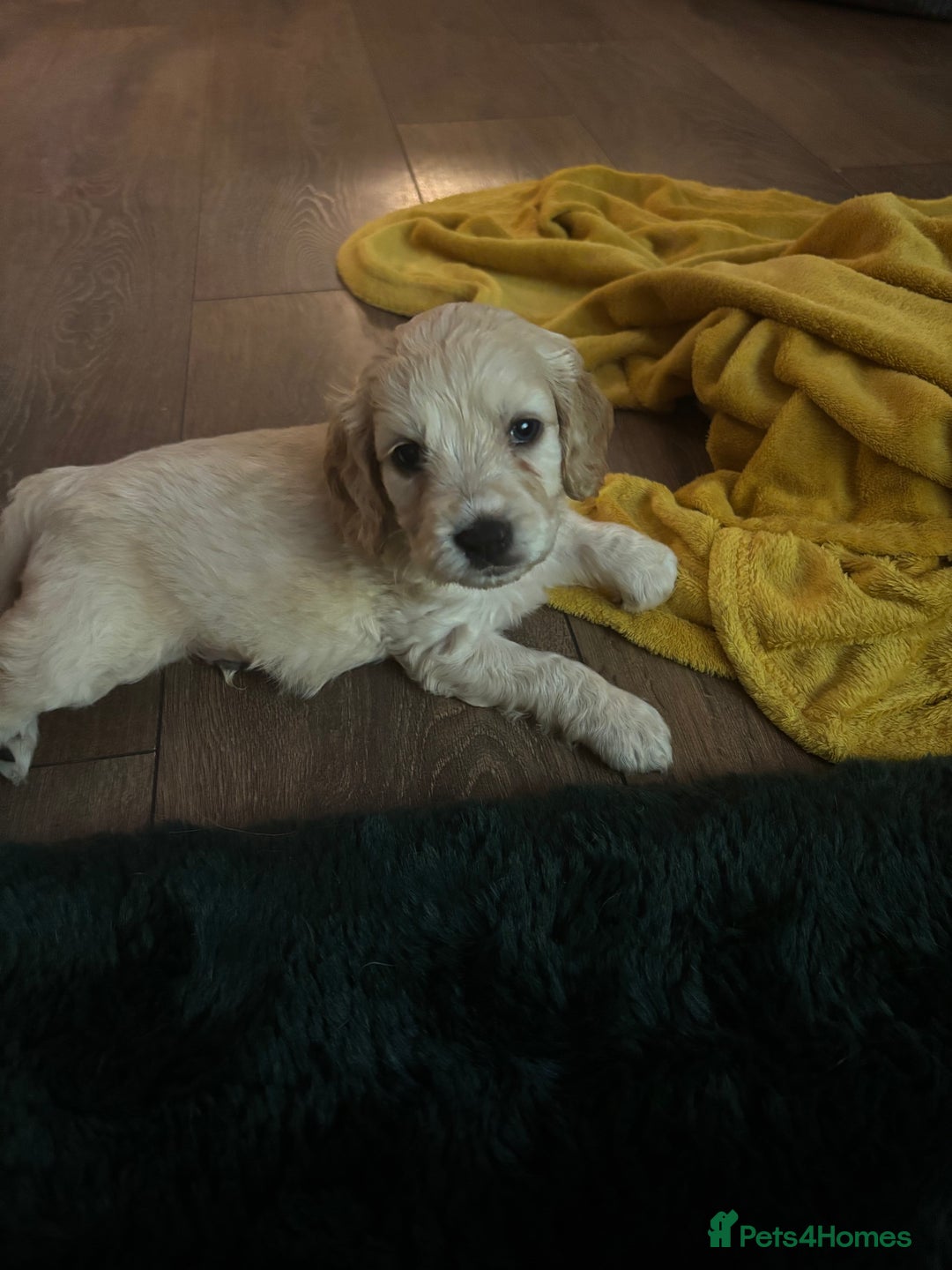 Mixed Breed dogs for sale: Golden doodle x Cocker Spaniel puppies  - Image 13