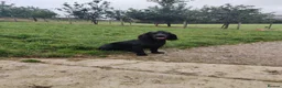 Cocker Spaniel dogs for sale: 14 week old Working Cocker Spaniel Male - Advert 2