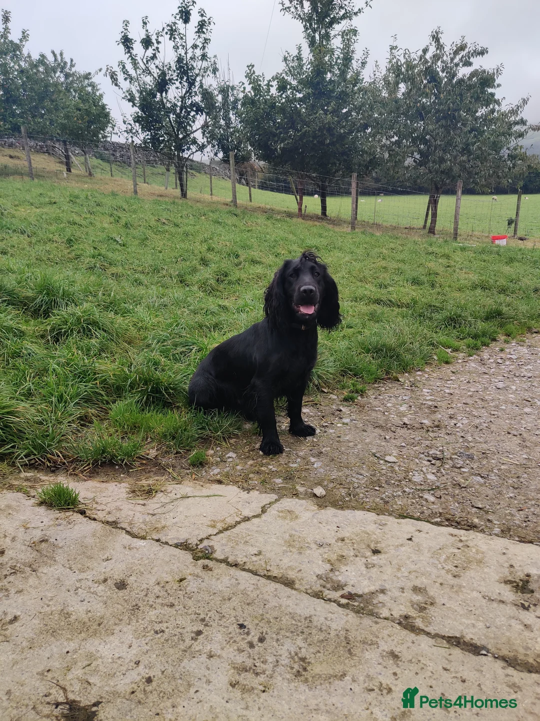 Cocker Spaniel dogs for sale: 14 week old Working Cocker Spaniel Male - Advert 2