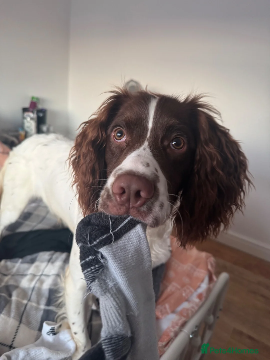 Sprocker dogs for sale: Ollie in Middlesbrough - Advert 3