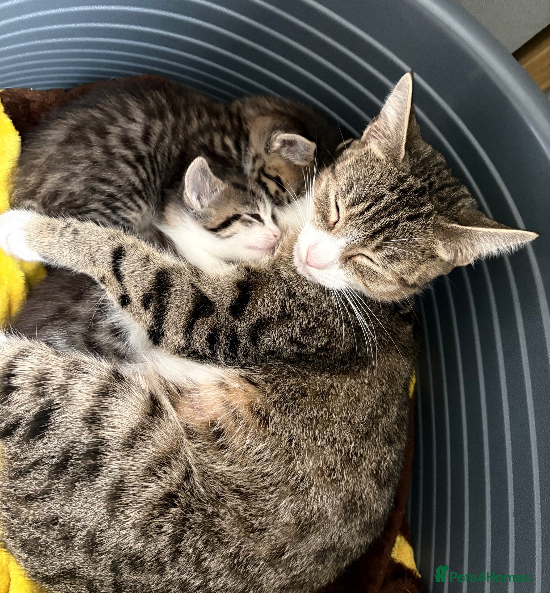 Mixed Breed cats Beautiful Kittens Looking for Their Forever Homes - Advert 3