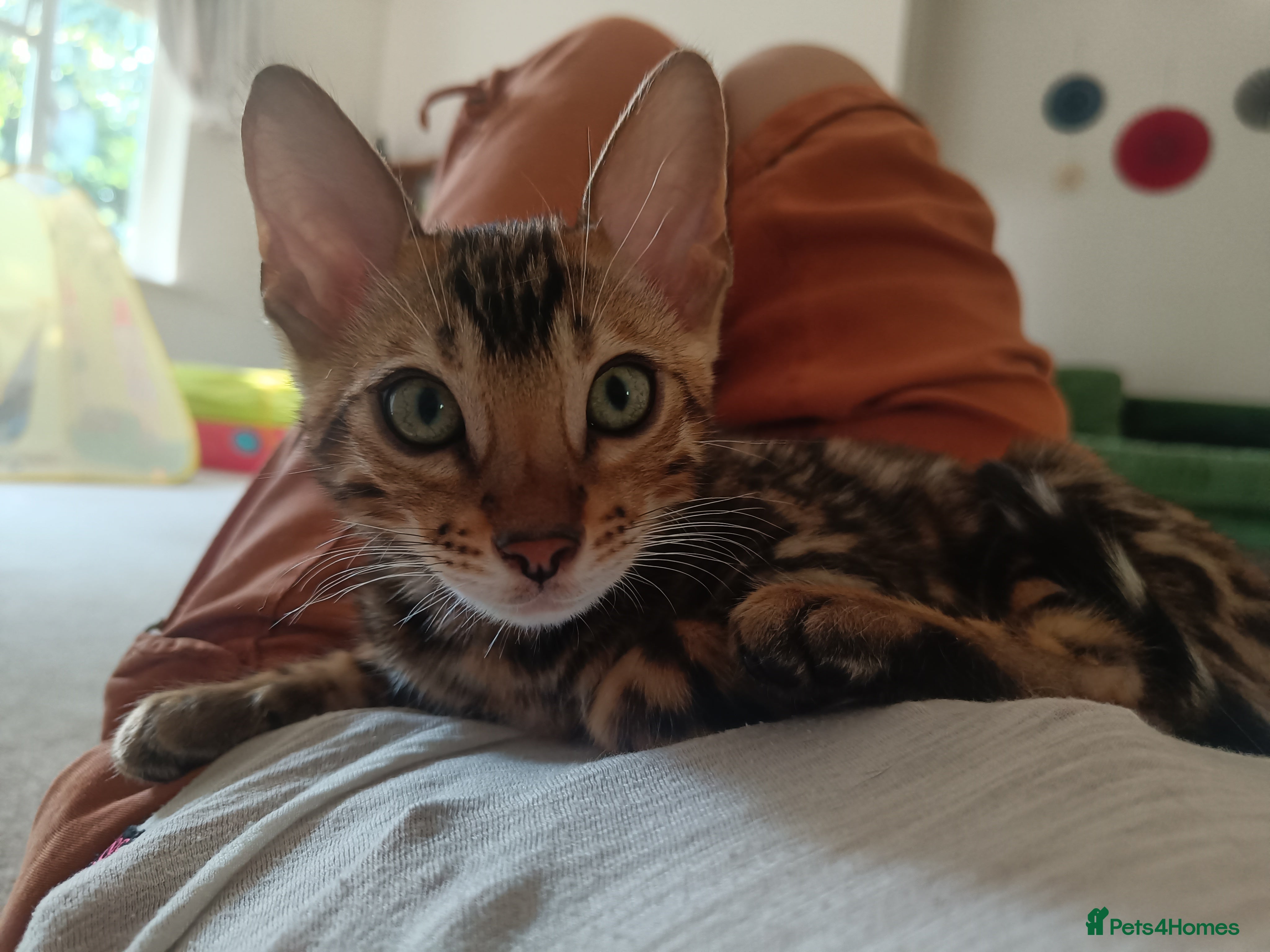 Bengal cats Cuddly and beautiful pedigree bengal kittens - Advert 2