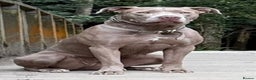 Mastiff dogs for sale: Neapolitan x Cane Corso Mix - Advert 10