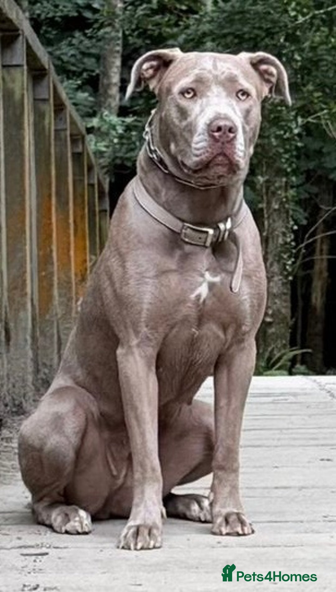 Mastiff dogs for sale: Neapolitan x Cane Corso Mix - Advert 10