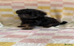 Griffon Bruxellois dogs for sale: Exceptionally confident beautys - Image 3