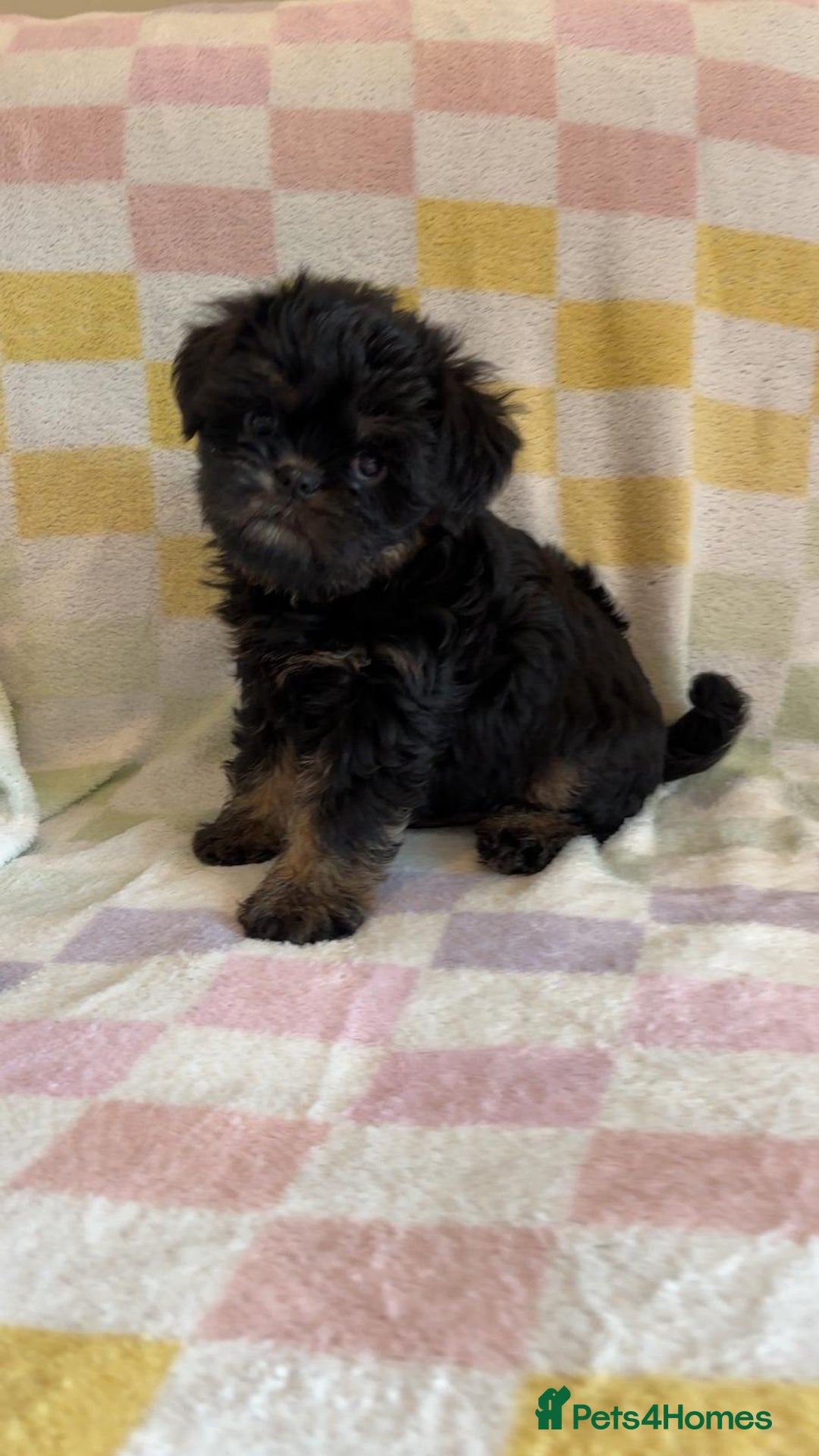Griffon Bruxellois dogs for sale: Exceptionally confident beautys - Image 3