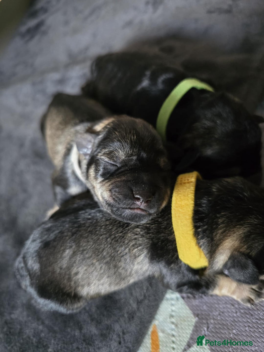 Miniature Schnauzer dogs for sale: Miniature Schnauzer - Advert 4