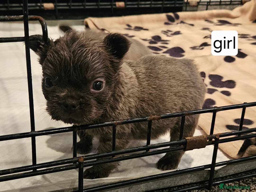 French Bulldog dogs for sale: Gorgeous French bulldog puppies - Image 5