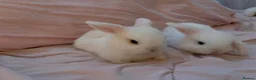 Dwarf Lop rabbits for sale: Dwarf mini lop 2 left  - Advert 2