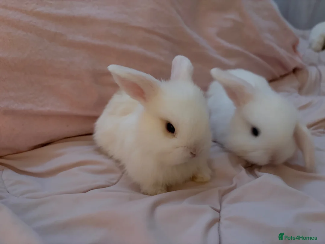 Dwarf Lop rabbits for sale: Dwarf mini lop 2 left  - Advert 2