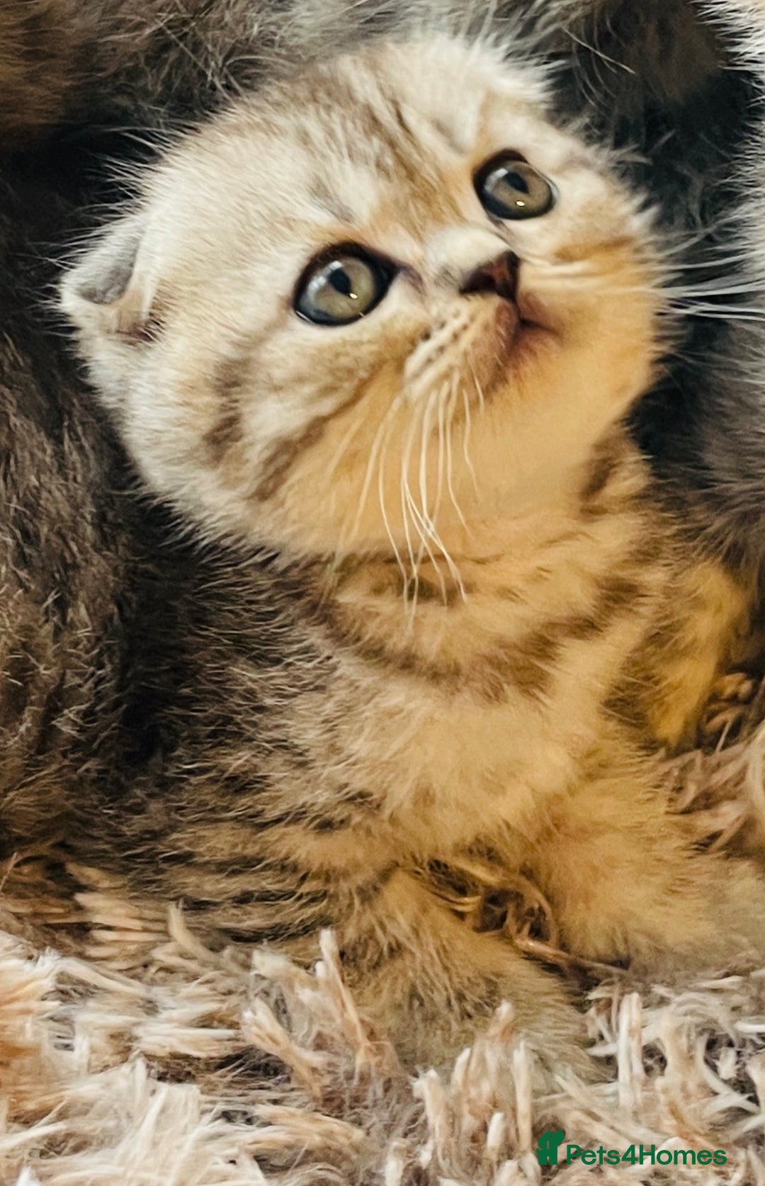 Scottish Fold cats for sale: Beautiful litter looking for new homes ❤️❤️ - Advert 21