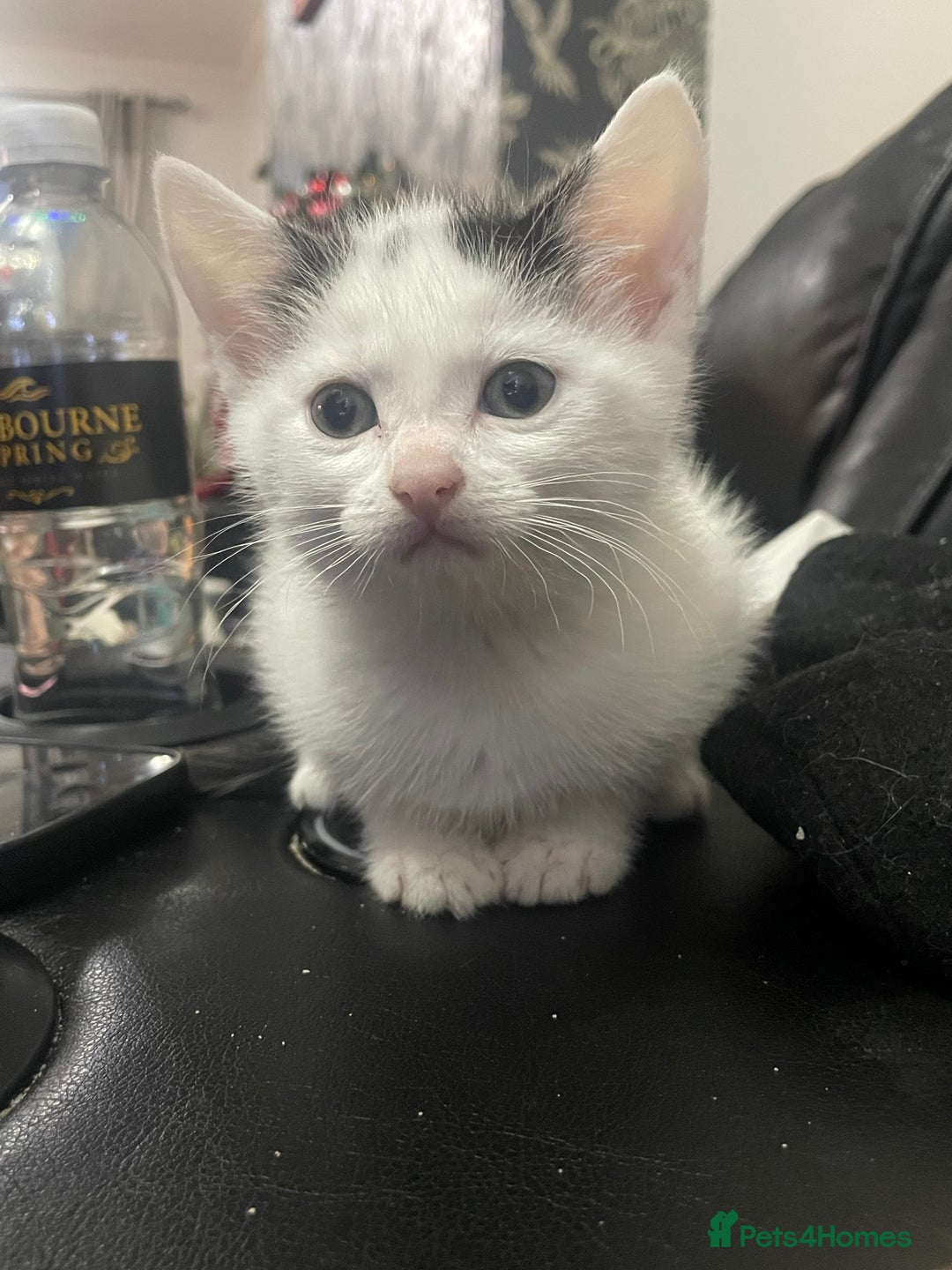 British Shorthair cats for sale: 3 beautiful kittens ready now  - Advert 2