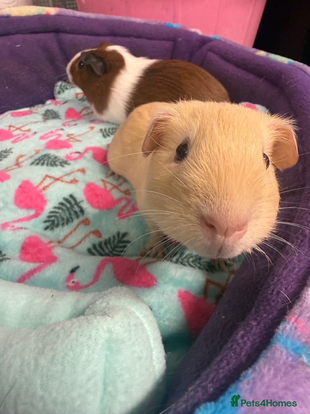 Guinea Pig rodents for sale: Super sweet purebred baby guinea pigs  - Advert 3