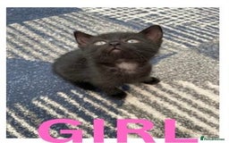 Mixed Breed cats for sale: URGENT LAST GIRL LEFT - Image 1