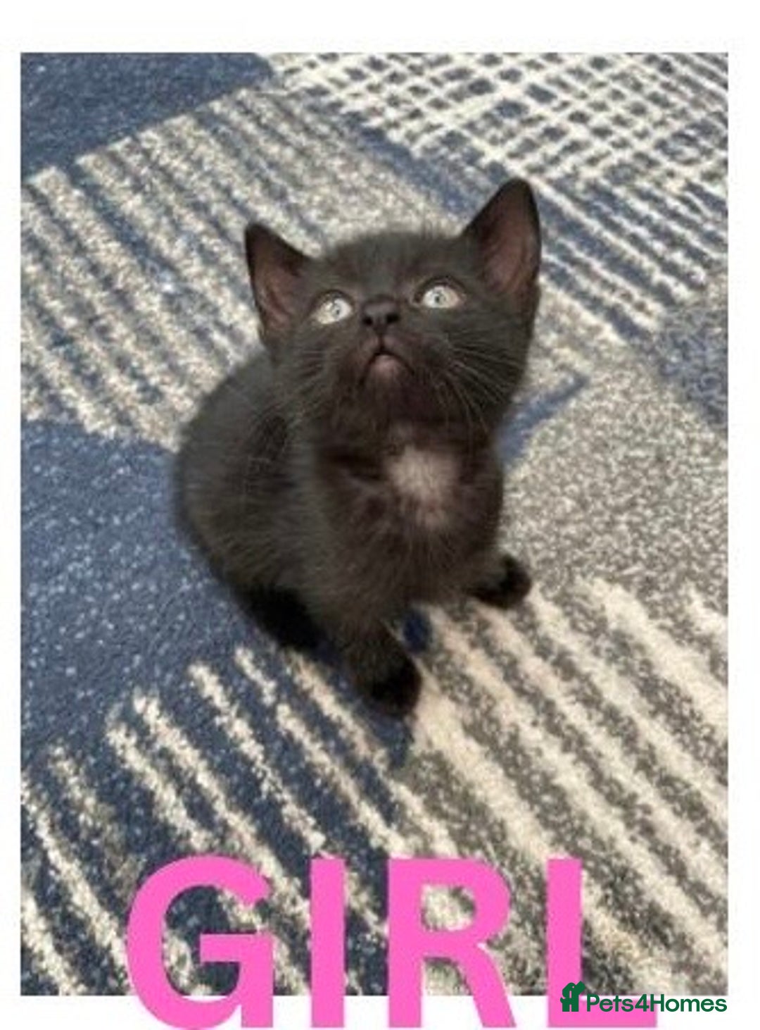 Mixed Breed cats for sale: URGENT LAST GIRL LEFT - Image 1