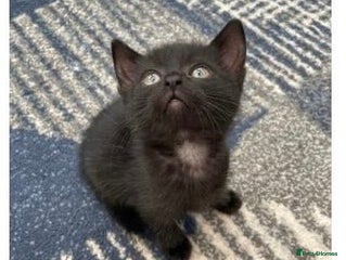 Mixed Breed cats - Advert 17