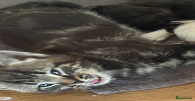 Mixed Breed cats - Advert 13