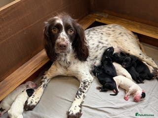 Sprocker dogs Sprocker puppies for sale 🐶 - Advert 3