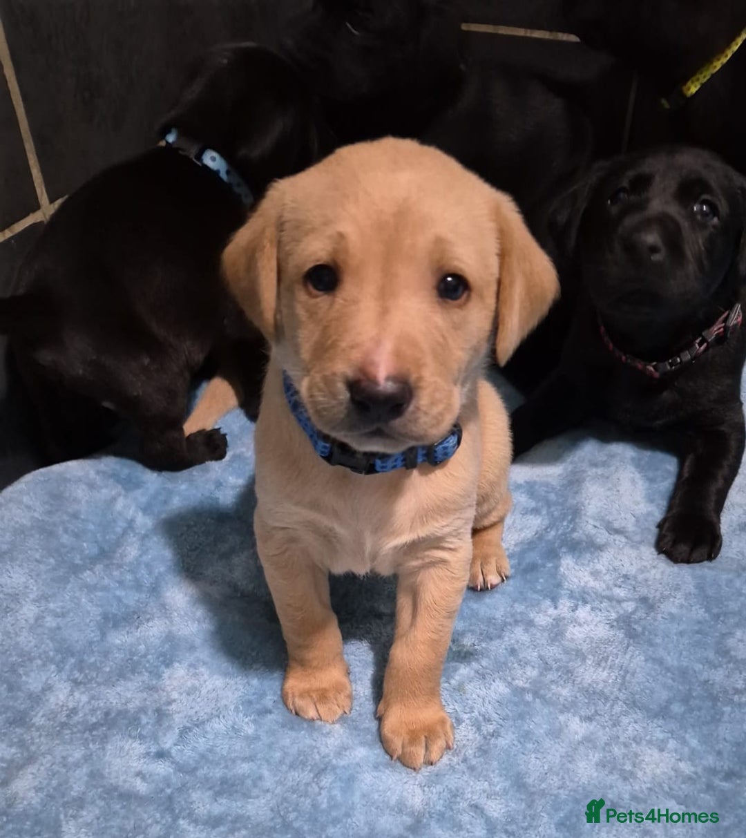 Labrador Retriever dogs for sale: Labrador retriver black and fox red puppies - Advert 4