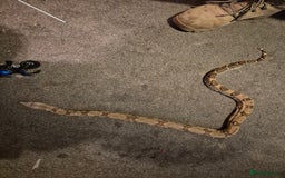 Boa Snake reptiles for sale: Red tail boa  - Image 4
