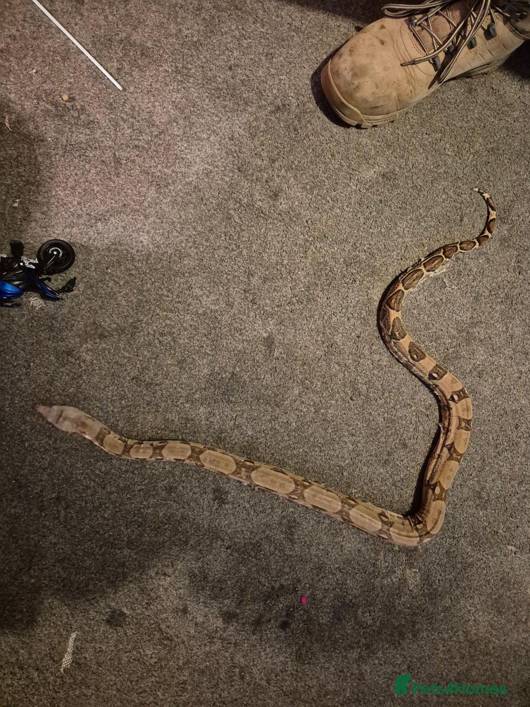 Boa Snake reptiles for sale: Red tail boa  - Image 4