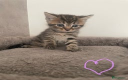 British Shorthair cats for sale: Grey and black tabby kittens 🌻 - Image 3