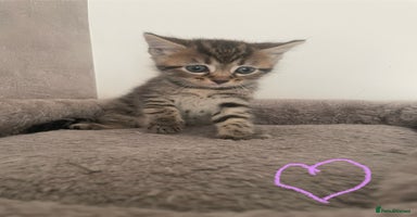 British Shorthair cats - Advert 16