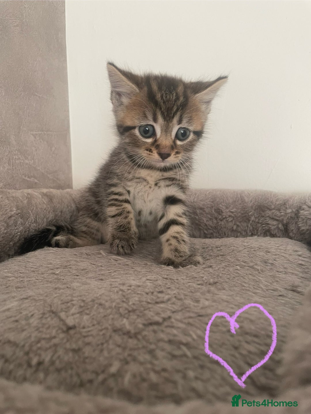 British Shorthair cats for sale: Grey and black tabby kittens 🌻 - Image 3