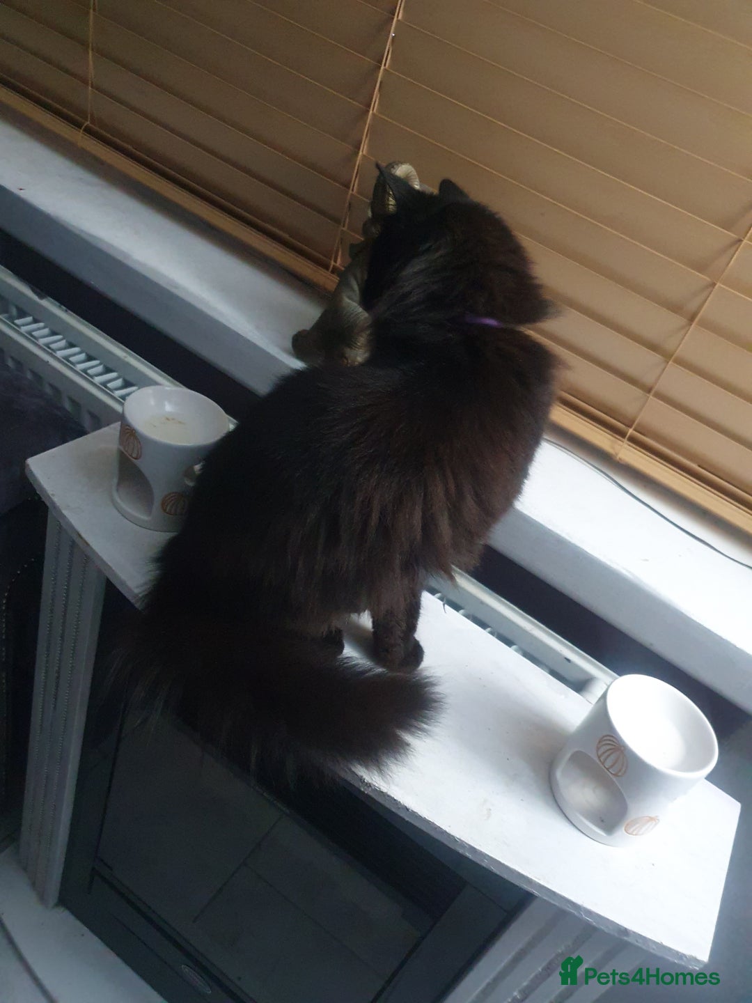 Mixed Breed cats for sale: Beautiful black cat 1 year old read description 🙏 - Advert 8