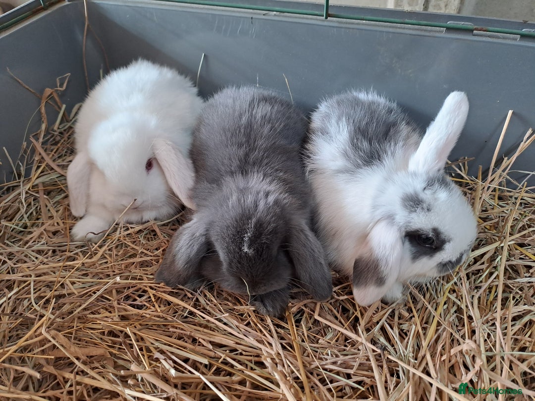 Mini Lop rabbits for sale: 3 lovely mini lop ear bunnies - Image 2
